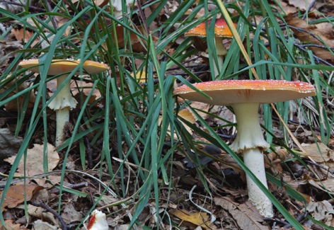 Amanita muscaria